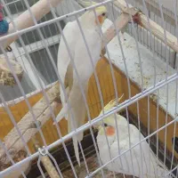 عروس هلندی یک جفت نر و ماده