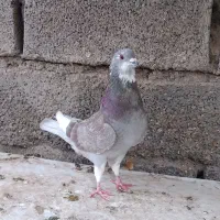 کبوتر|پرنده|سیرجان, |دیوار