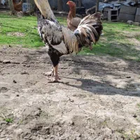 خروس، لاری ، محلی ، گردن لخت|حیوانات مزرعه|شاندرمن, |دیوار