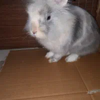 خرگوش دستی نژاد لوپ