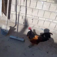 جوجه مرغ امروک و لاکونزی