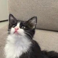 واگذاری گربه ۲ ماهه