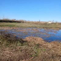 شالیزار7هزارمتربرجاده-ماشین-رو2میلیارد800