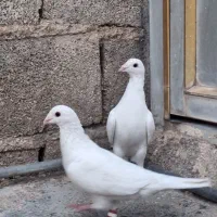 کبوتر