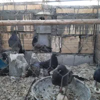 کبوتر نر و ماده|پرنده|اصفهان, مولوی|دیوار