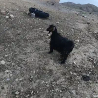 سلام بز جوان