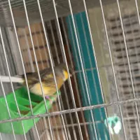 قناری گلاستر|پرنده|شاهین‌شهر, گزبرخوار|دیوار