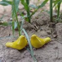 پرنده های گوگولی