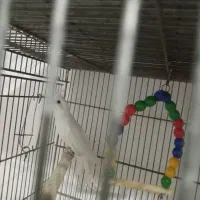 تعدادی عروس هلندی و طوطی برزیلی زیبا و آموزش دیده|پرنده|شهریار, شهرک وائین|دیوار