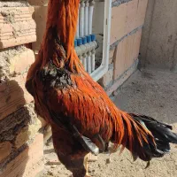 مرغ لاری نر|حیوانات مزرعه|بهشهر, |دیوار