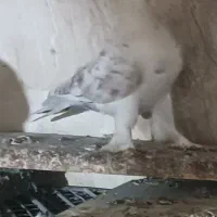 کبوتر یکجا 6 عدد|پرنده|تبریز, |دیوار