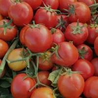 گوجه فرنگی هیبریدی