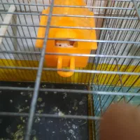 فنچ مولدجوان|پرنده|شاهرود, |دیوار