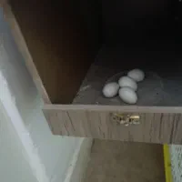 چهار جفت عروس هلندی|پرنده|پاکدشت, شهرک امام رضا|دیوار