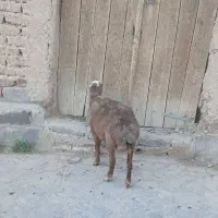 میش بز