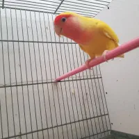 کوتوله برزیلی ماده صورت هلویی