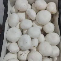 قارچ سوپر تمیز