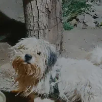 خونگیبازیگوشوبامزه
