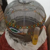 جوحه سهره خاکی