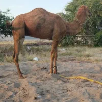 شتر آرام