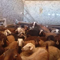 میش و بره|حیوانات مزرعه|بیرانوند, |دیوار