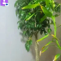 گل و گیاه|گل و گیاه طبیعی|قم, باجک یک|دیوار