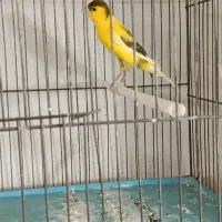 قناری نر ابلغ جوان