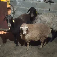 میش اصلی|حیوانات مزرعه|سلامی, |دیوار