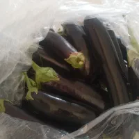 بادمجان تازه وشیرین