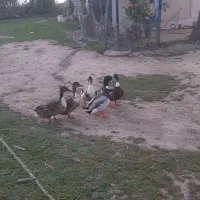 دو جفت اردک پروازی