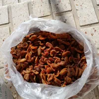 برگه زردآلو|خوردنی و آشامیدنی|تهران, یافت آباد جنوبی|دیوار