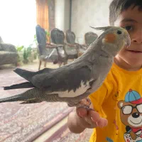 یک عدد عروس هلندی ماده رام و دستی مست|پرنده|تهران, تسلیحات|دیوار