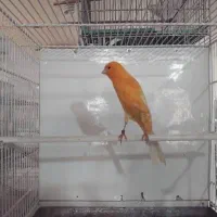 قناری پرتقالی معاوضه با گرینجیک