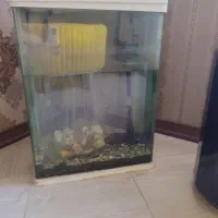 اکواریوم شیشه اصلی مقاوم|ماهی|مشهد, کارمندان دوم|دیوار