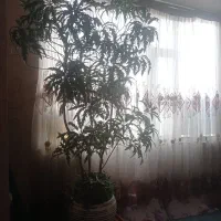 درختچه به همراه میز تلویزیون وگنجه