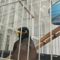 مینا یک ساله باهوش