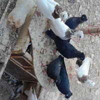 کبوتر|پرنده|شوشتر, |دیوار