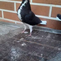 کبوتر کفتر چادری نرو ماده پرشی کرجم