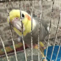 عروس هلندی گمشده