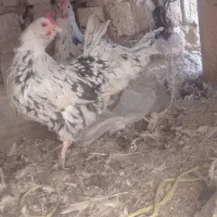 مرغ وخروس|حیوانات مزرعه|قم, ولیعصر|دیوار