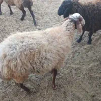 گوسفند زنده تخفیف ویژه 50٪بمناسبت افتتاحیه/خونی|حیوانات مزرعه|مشهد, نوید|دیوار