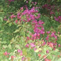 گل کاغذی عمده