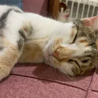 واگذاری گربه ماده