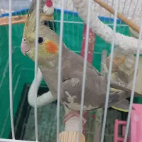عروس هلندی گم شده