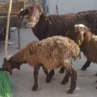 میش افشاری با 2عدد بره نر و ماده 20کیلویی