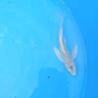 پخش بچه مآهی کُوی یال دار تک رنگ در ایران