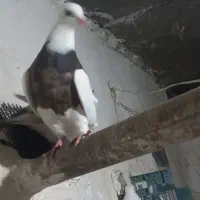 عروسک|پرنده|دهدشت, |دیوار