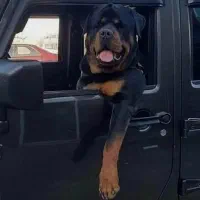 فروش سگ ژرمن روتوایلر مالینیوز گلدن چاوچاو الابای|سگ|تهران, درکه|دیوار