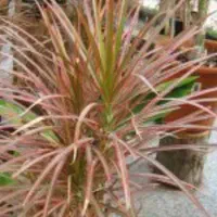 گل انار ۸۰|گل و گیاه طبیعی|بروجرد, |دیوار