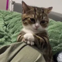 کار آنلاین دورکاری